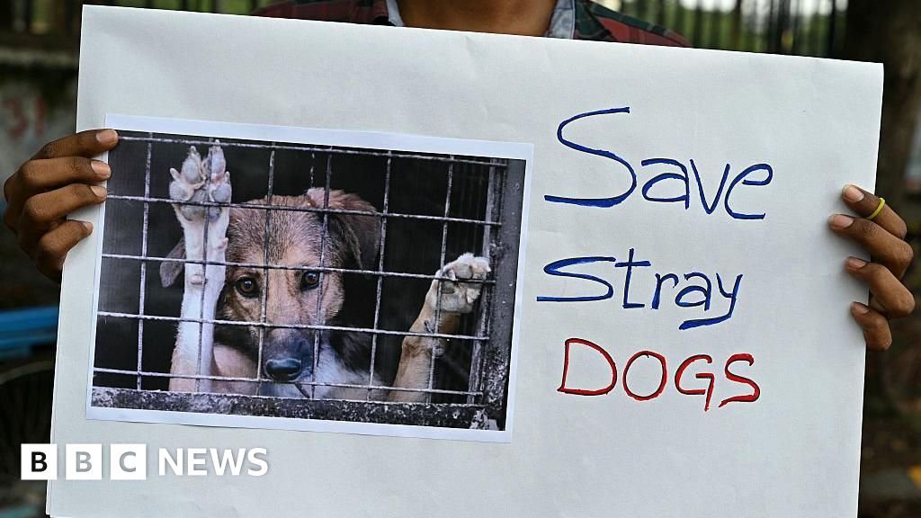 India state investigates killings of hundreds of stray dogs