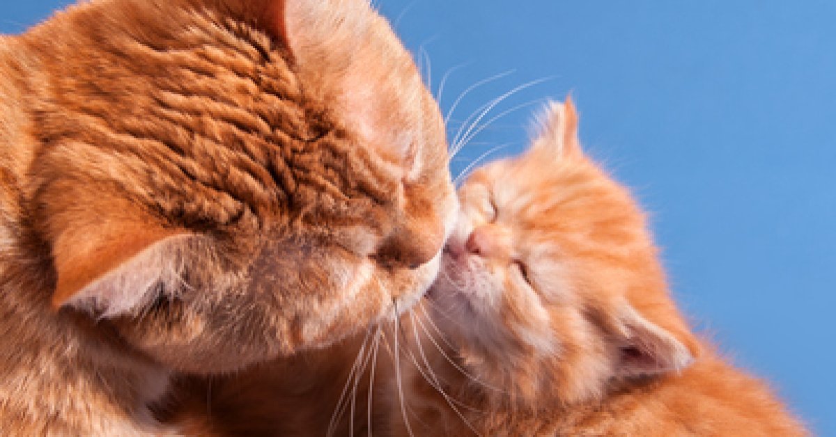 Evde kedi beslemek günah mı? Diyanet’e göre evde kedi beslemek caiz mi?