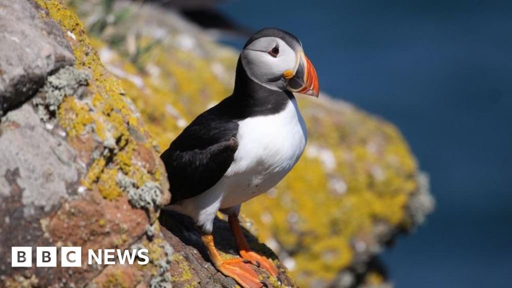 Stay on this stunning island for free… if you're willing to count puffins
