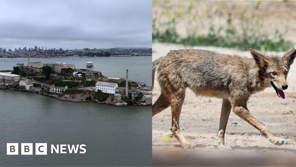 What’s next for coyote that escaped to Alcatraz?
