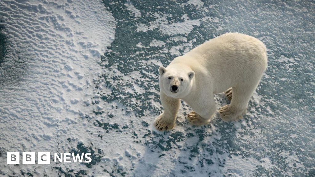 Polar bears on Norwegian islands 'fatter and healthier' despite ice loss