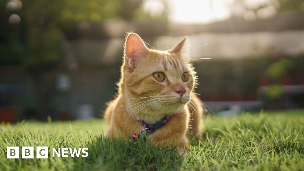 Cat stolen by delivery driver in Elland returned to owner