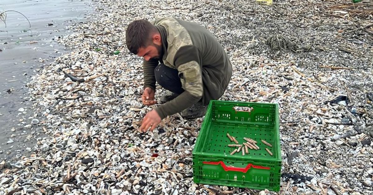 Mersin’de fırtına sonrası binlerce kargı midyesi sahile vurdu