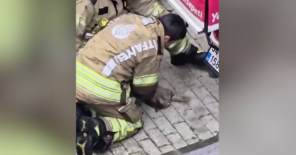 Yürekleri ısıttı! Kediyi kalp masajıyla hayata döndürdü!