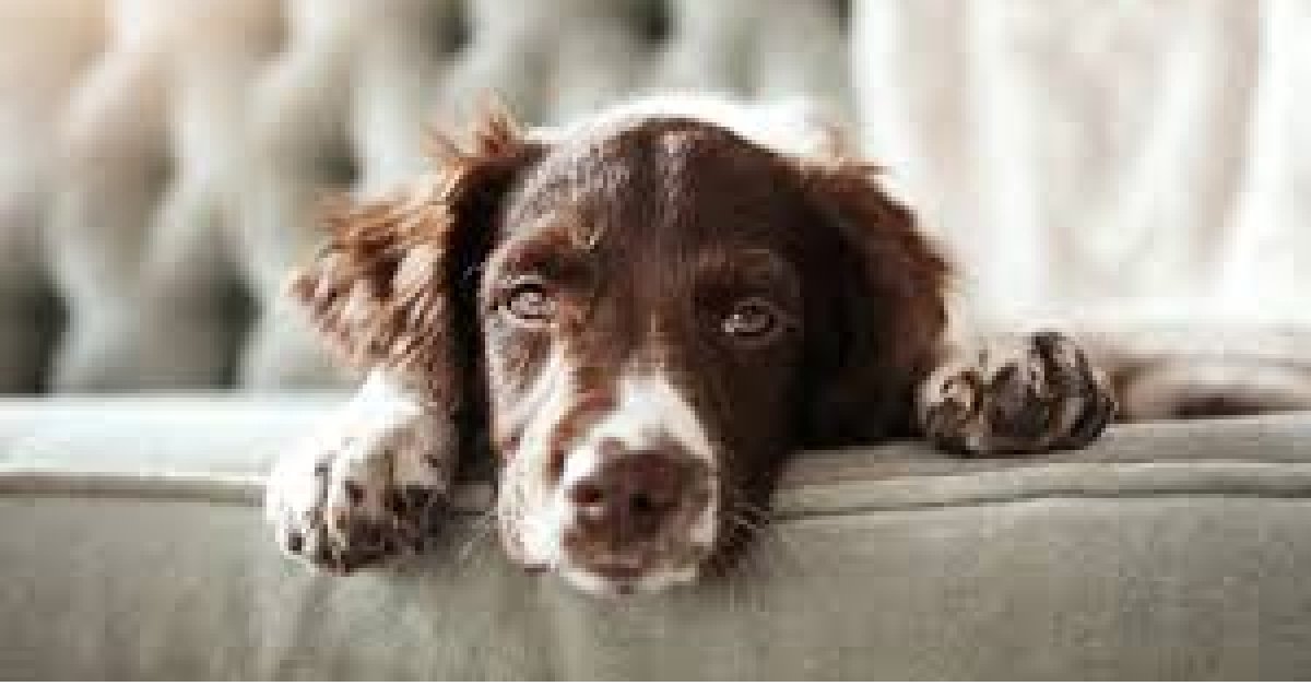 Köpek beslemek günah mı? Diyanet’e göre köpek beslemek caiz mi?