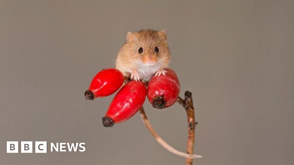 Hunt for UK's smallest mouse in huge Scottish nature reserve