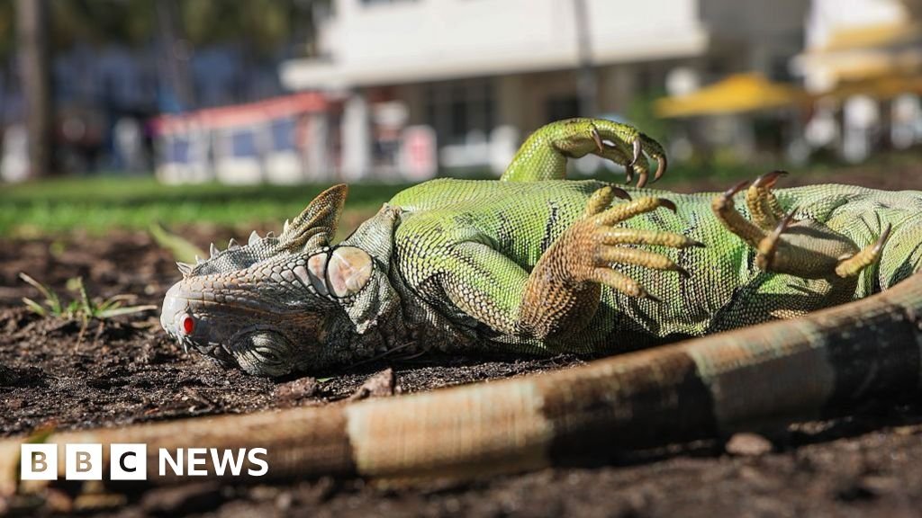 Florida iguanas are ‘cold stunned’ and falling from trees